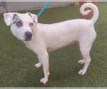 Small #15 Jack Russell Terrier Mix
