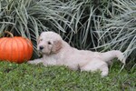 Small Photo #2 Goldendoodle Puppy For Sale in DOWLING PARK, FL, USA