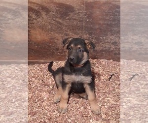 German Shepherd Dog Puppy for sale in MIDDLEBURGH, NY, USA