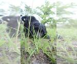 Small Photo #20 Aussiedoodle Puppy For Sale in CONWAY, SC, USA