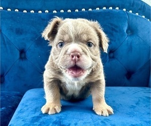 English Bulldog Puppy for sale in CORONA, CA, USA
