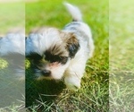 Small Photo #2 Shih Tzu Puppy For Sale in WHITE PLAINS, MD, USA
