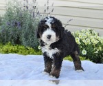 Small #17 Bernedoodle (Miniature)