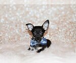Puppy Egypt Chihuahua
