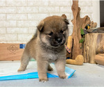 Small Photo #9 Shiba Inu Puppy For Sale in EMPIRE STATE, NY, USA