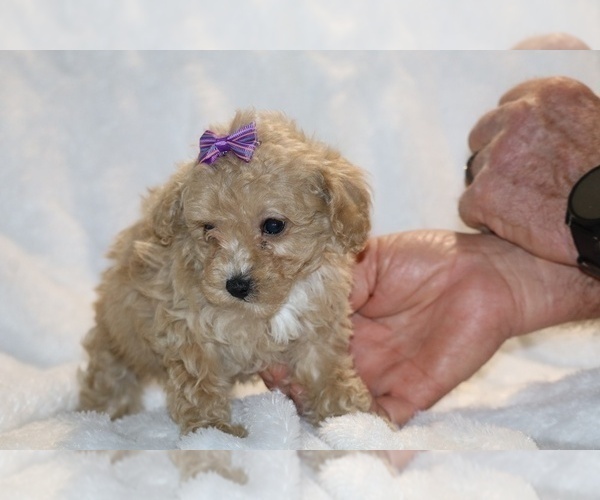 Medium Photo #27 Poodle (Toy) Puppy For Sale in DYERSBURG, TN, USA