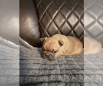 Small #3 French Bulldog