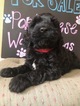 Small Photo #8 Portuguese Water Dog Puppy For Sale in CALHOUN, GA, USA