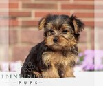Small #2 Yorkshire Terrier