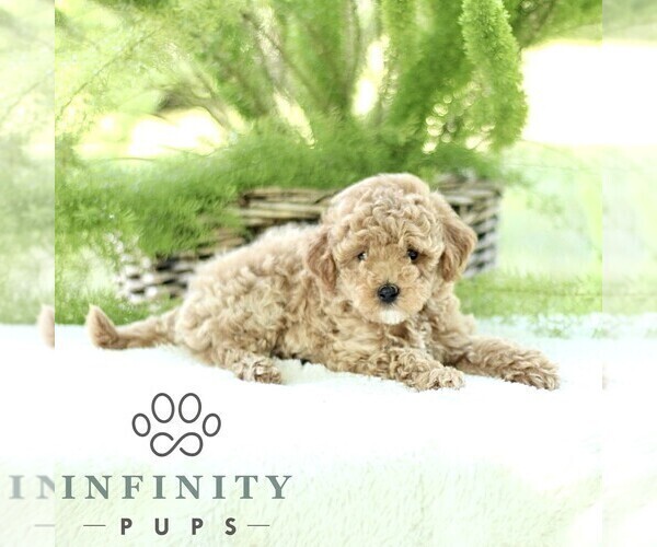 Medium Photo #3 Poodle (Toy) Puppy For Sale in PARADISE, PA, USA