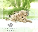 Small #2 Poodle (Toy)