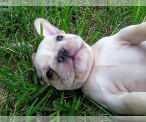 French Bulldog Puppy for sale in CANYON LAKE, TX, USA