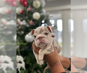 English Bulldog Puppy for sale in CHICAGO, IL, USA