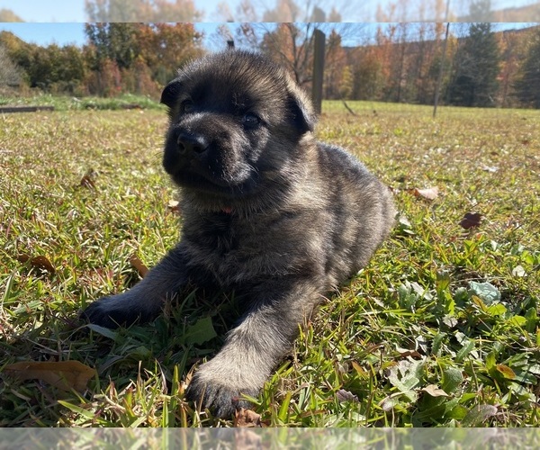 Medium Photo #5 German Shepherd Dog Puppy For Sale in TRAVELERS REST, SC, USA