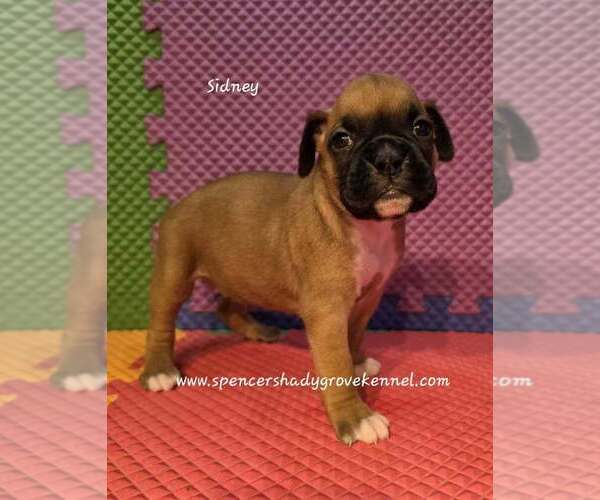 Medium Photo #8 Boxer Puppy For Sale in CABOOL, MO, USA