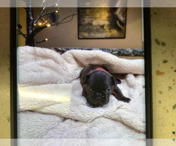 Medium Photo #1 French Bulldog Puppy For Sale in EDMOND, OK, USA