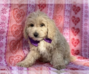 Goldendoodle (Miniature) Puppy for sale in LANCASTER, PA, USA