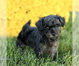 Poodle (Toy) Puppy for sale in CHRISTIANA, PA, USA