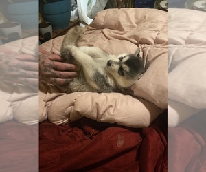 Alaskan Husky-Wolf Hybrid Mix Puppy for sale in ALBUQUERQUE, NM, USA