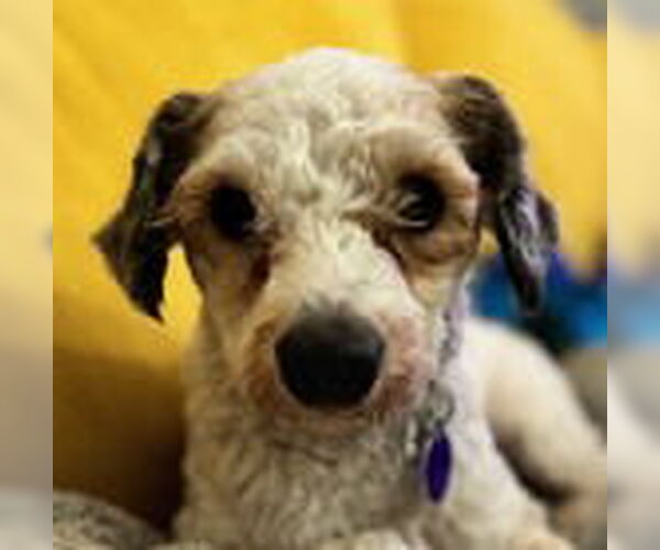 Medium Photo #6 Maltese Puppy For Sale in Fremont, CA, USA