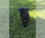 Image preview for Ad Listing. Nickname: Lime Gre collar