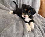 Small Photo #32 Bernedoodle-French Bulldog Mix Puppy For Sale in EL DORADO HILLS, CA, USA