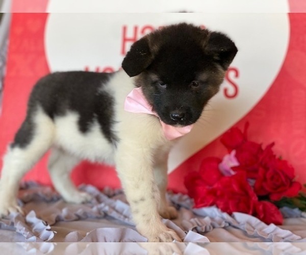 Medium Photo #1 Akita Puppy For Sale in LANCASTER, PA, USA
