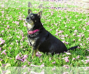 Kennedy - Male Chihuahua-Unknown Mix Dog for Adoption - Photo #4