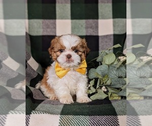 Shih Tzu Puppy for sale in OXFORD, PA, USA