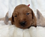 Small #2 Golden Retriever