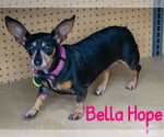 Small #49 Dachshund Mix