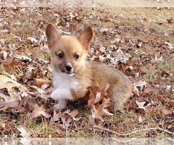 Medium Photo #2 Pembroke Welsh Corgi Puppy For Sale in CLARK, MO, USA