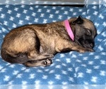 Small Photo #162 Belgian Malinois Puppy For Sale in REESEVILLE, WI, USA