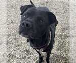 Small #1 Labrador Retriever Mix