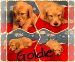 Small Photo #2 Labradoodle Puppy For Sale in RALEIGH, NC, USA