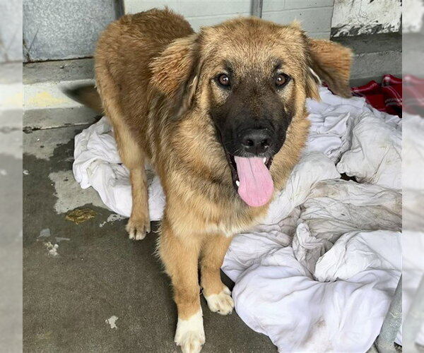 Medium Photo #1 Bernese Mountain Dog Puppy For Sale in Stockton, CA, USA