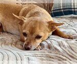 Small Photo #2 Chihuahua-Unknown Mix Puppy For Sale in Santa Clara, CA, USA