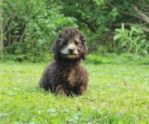 Poodle (Miniature) Puppy for sale in JOICE, IA, USA