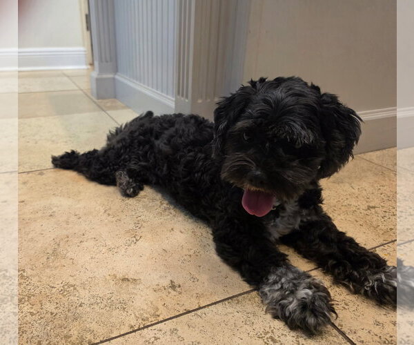 Medium Photo #5 Maltese-Unknown Mix Puppy For Sale in Valrico, FL, USA
