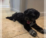 Small #4 Maltese Mix