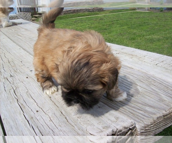Medium Photo #1 Shih Tzu Puppy For Sale in S ZANESVILLE, OH, USA