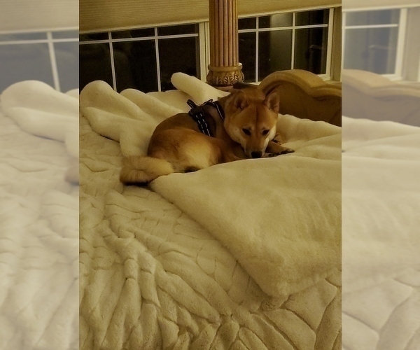 Medium Photo #1 Shiba Inu Puppy For Sale in NEWFIELD, NJ, USA