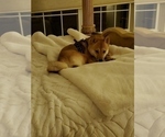 Small Photo #1 Shiba Inu Puppy For Sale in NEWFIELD, NJ, USA