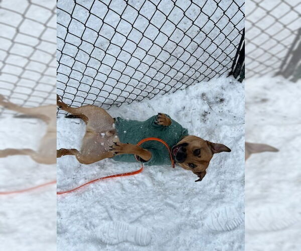 Medium Photo #6 Labrador Retriever-Unknown Mix Puppy For Sale in Brewster, NY, USA