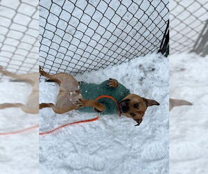 AC - Ajax - Male American Staffordshire Terrier-Labrador Retriever Mix Dog for Adoption - Photo #6