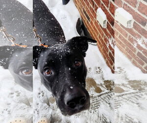 Nova - Female American Pit Bull Terrier-Labrador Retriever Mix Dog for Adoption - Photo #11
