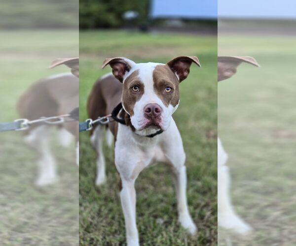 Medium Photo #1 American Pit Bull Terrier-Unknown Mix Puppy For Sale in Forest, VA, USA