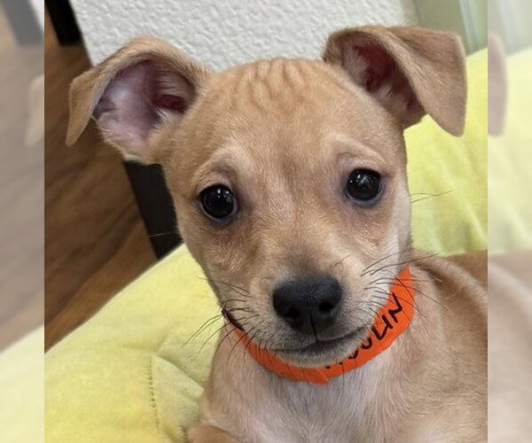 Medium Photo #1 Mutt Puppy For Sale in Pleasanton, CA, USA