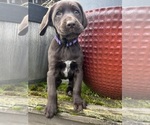 Puppy Cassandra German Shorthaired Lab