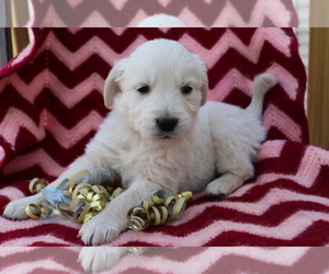 Golden Retriever Puppy for sale in SHILOH, OH, USA